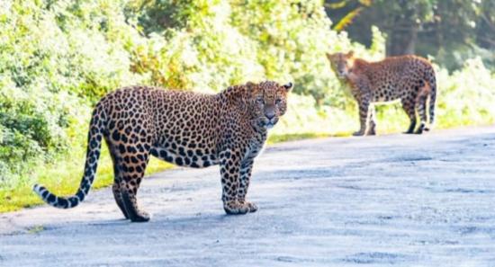 Photographed Horton Plains leopards not a threat